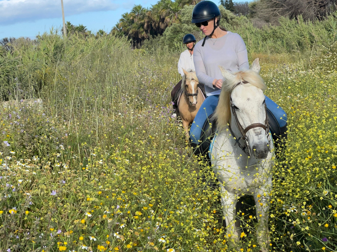 Clube Equestre A Palmeirinha景点图片