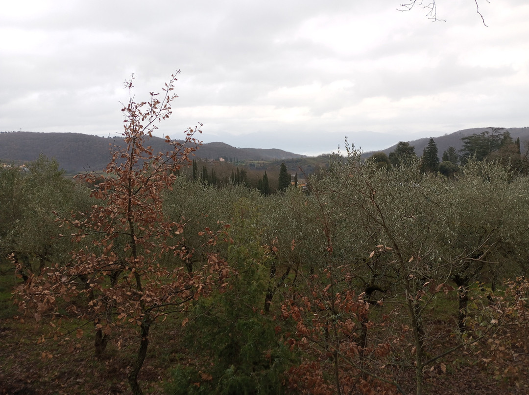 Lionforti da Vico主图