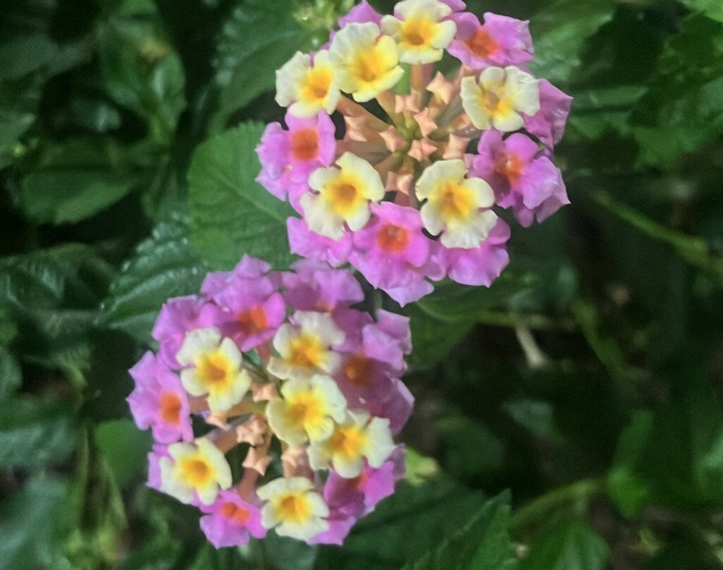 Staybridge Suites Summerville - Charleston Area by IHG主图