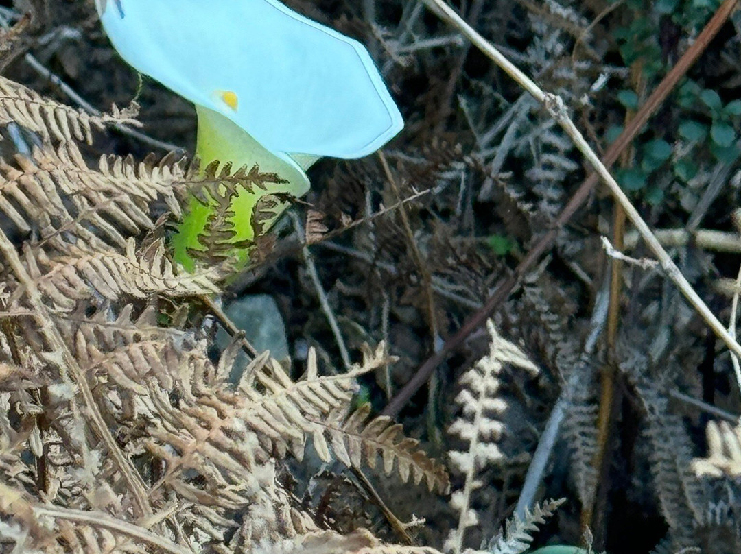 Cape Trekking-桌山国家公园必去景点