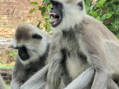 Ravi and Sons Tours-哈普特莱必去景点