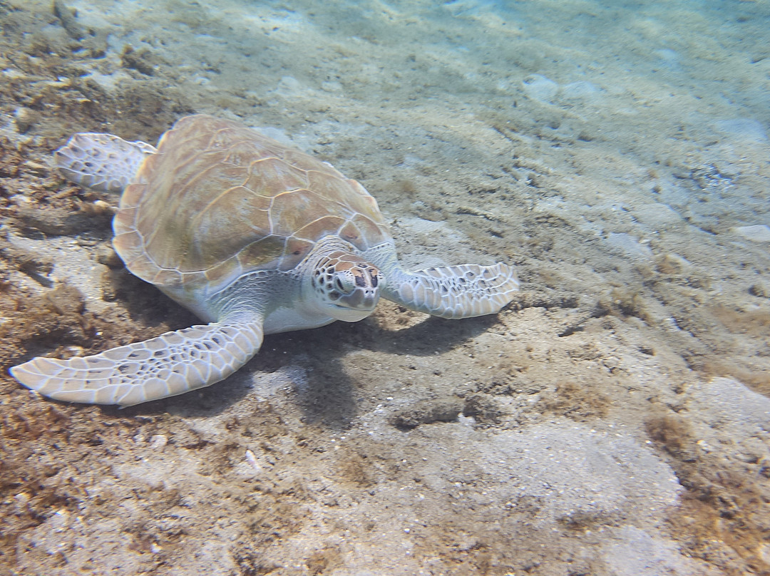B Diving & Watersports-威廉斯塔德必去景点