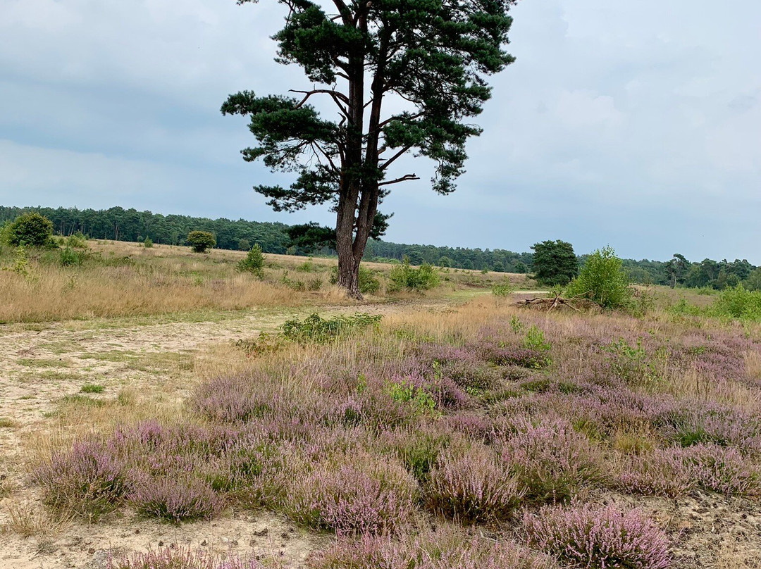Wijngaard de Zessprong-Joppe必去景点