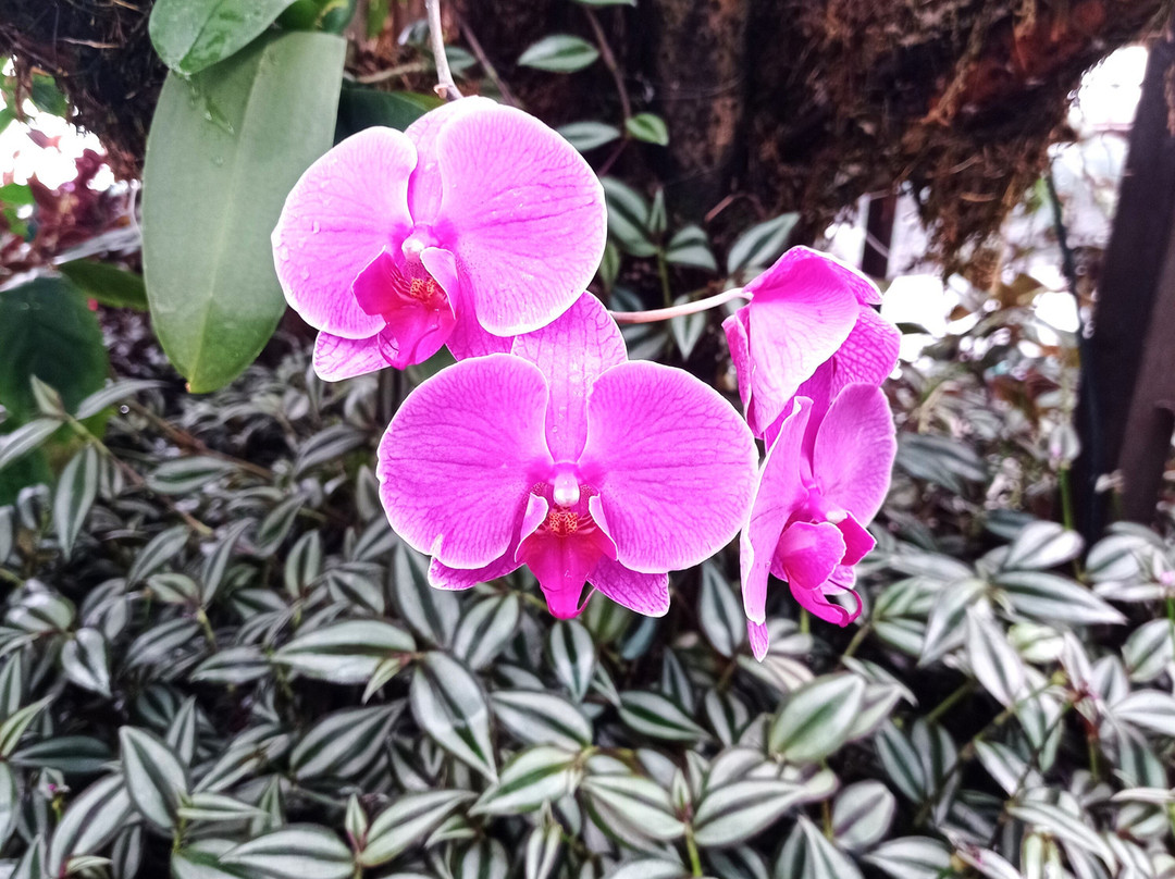 Orchids Museum景点图片
