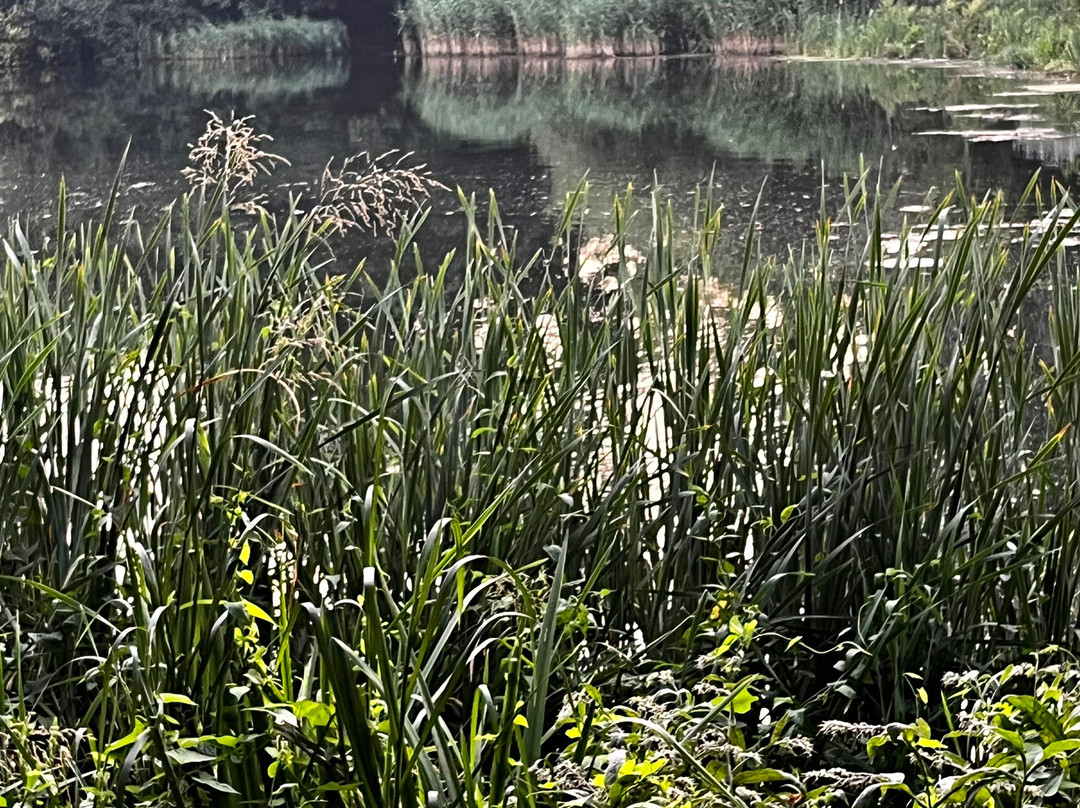 Coate Water Country Park景点图片