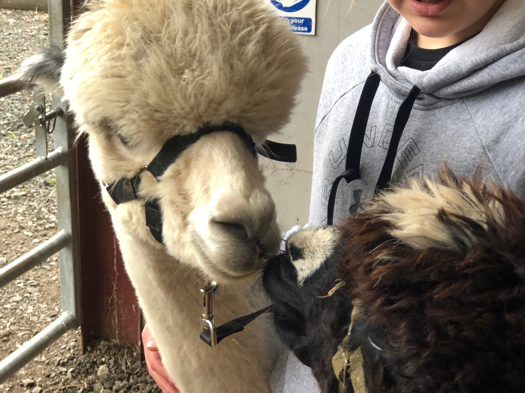 Wildwood Alpacas景点图片