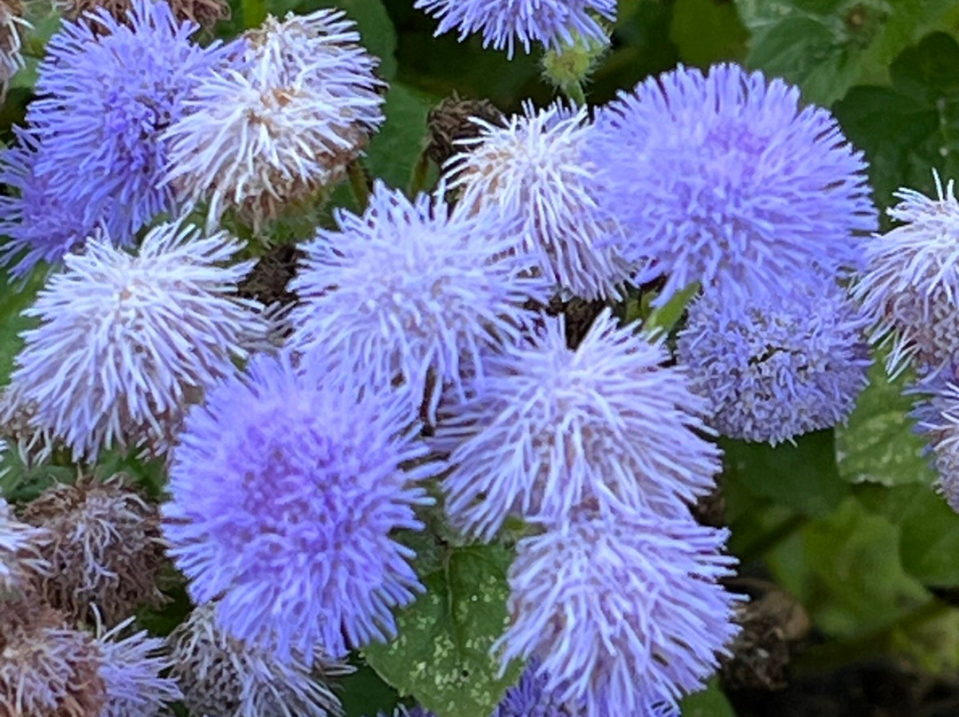 Gartenschau Bad Lippspringe景点图片