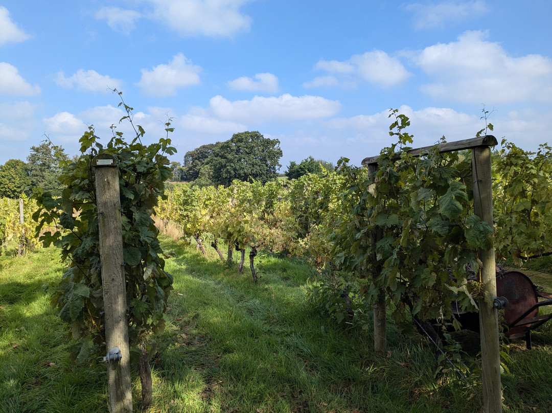 Wroxeter Roman Vineyard景点图片