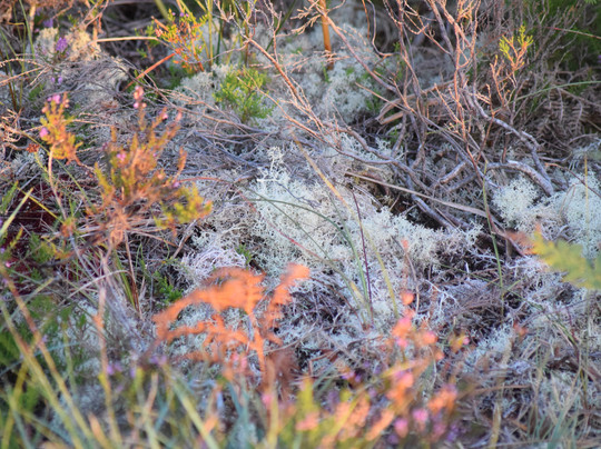 Galway's Living Bog-Mountbellew必去景点