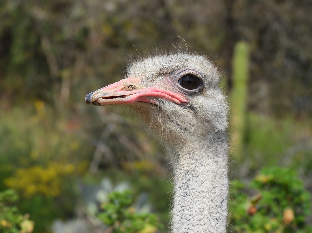 Highgate Ostrich Show Farm-奥兹洪必去景点