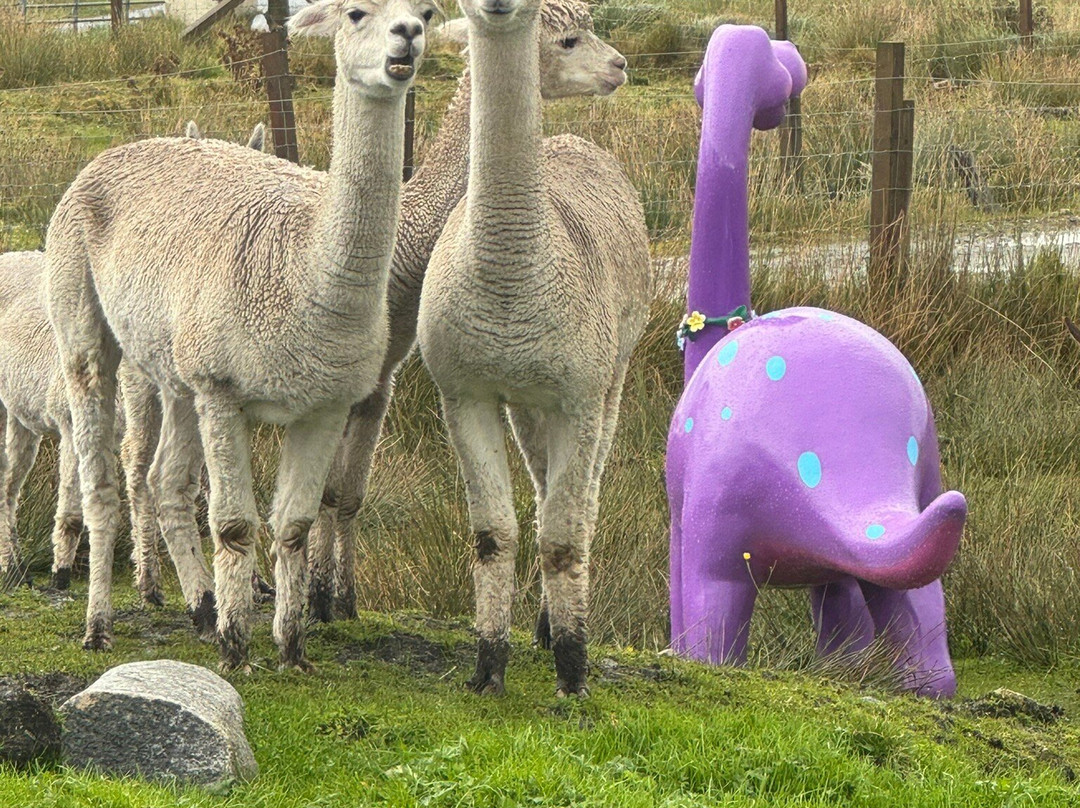 Callanish Alpacas景点图片