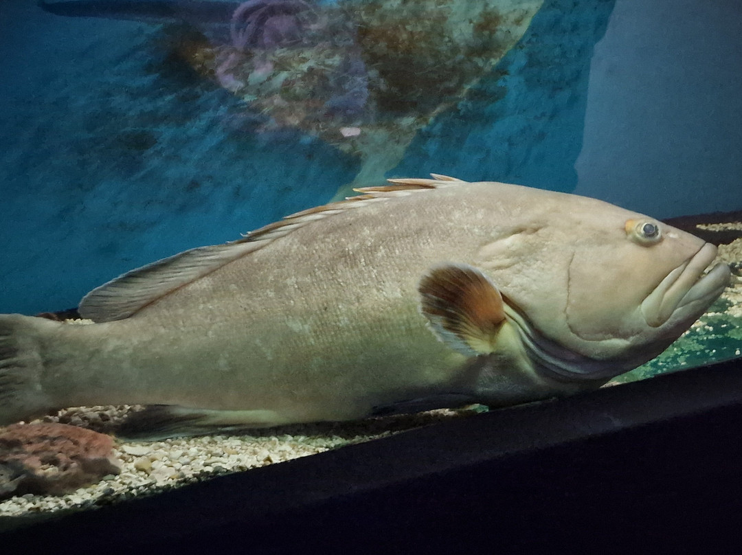 Aquarium景点图片