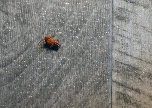 明布雷斯山谷贝斯特韦斯特酒店-客卧
