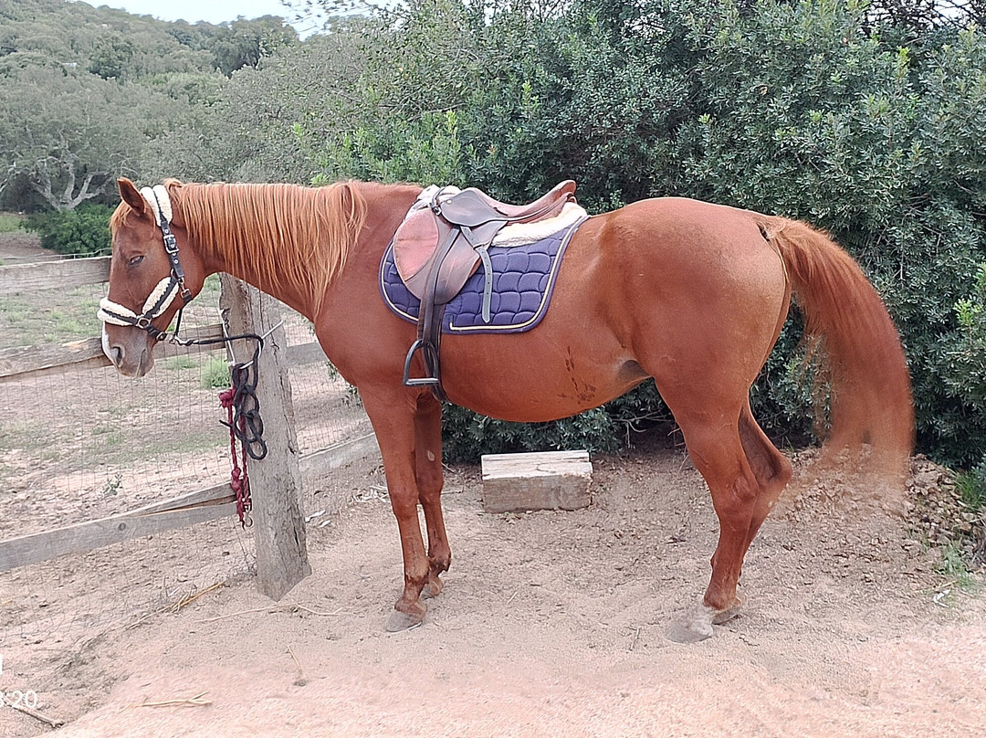 Centro Equestre La Prugnola-Arzachena必去景点