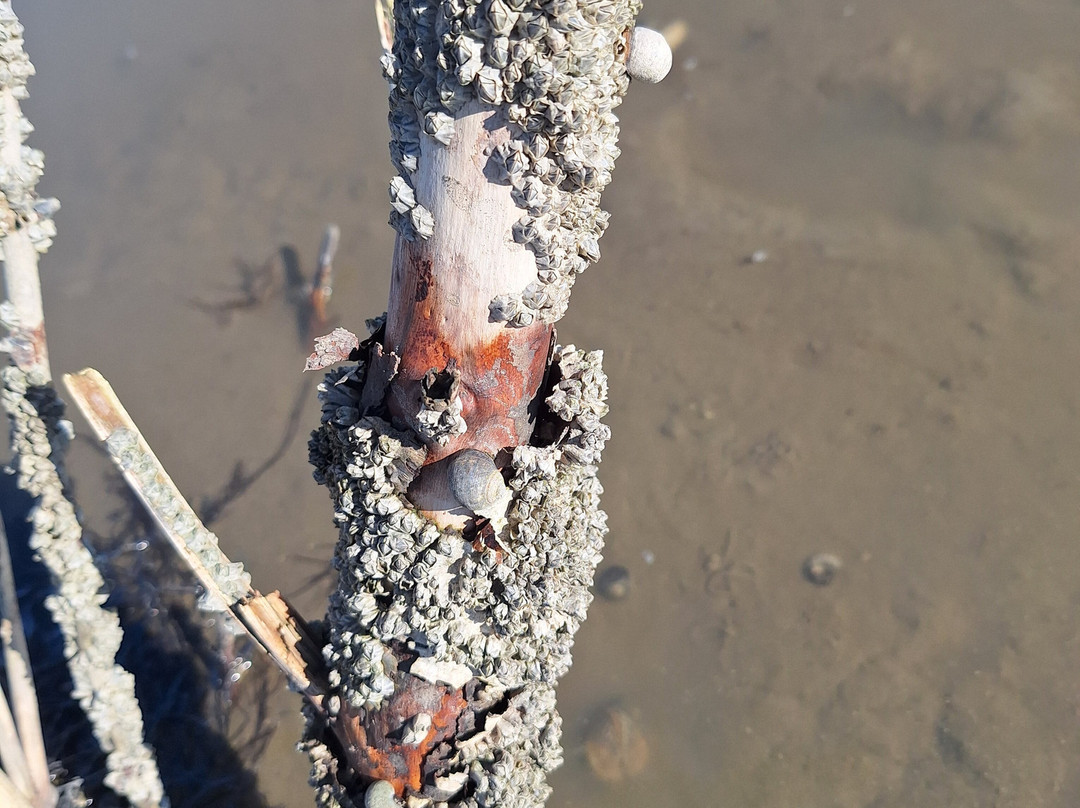 Gönn dir Watt-库克斯港县必去景点