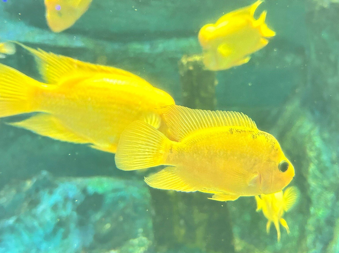 Deniz Dunyasi-安卡拉必去景点