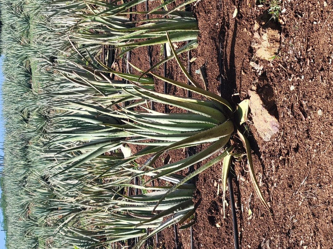 The Aloe Vera Curacao, Home of Curaloe Tour-威廉斯塔德必去景点