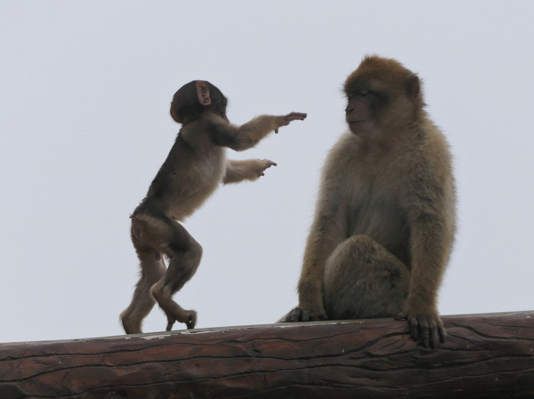 Gibraltar Taxi Association-直布罗陀必去景点