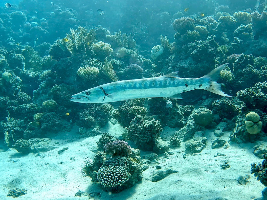 ORCA Dive Club Coral Garden景点图片