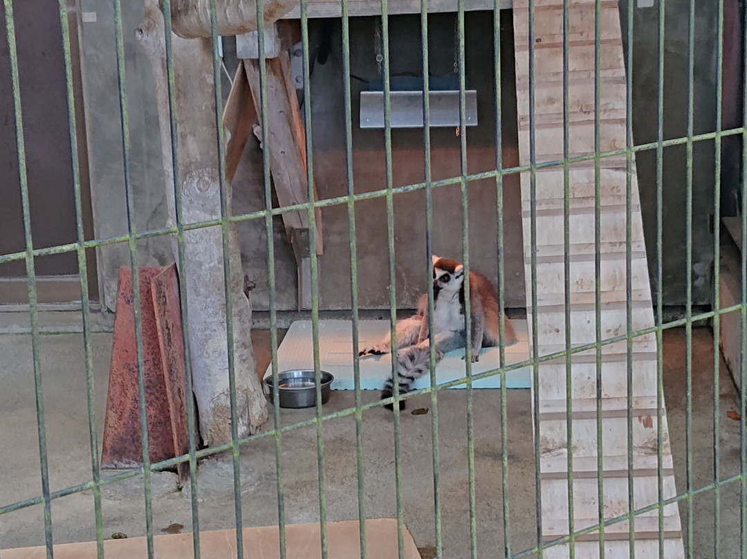 Ageo Maruyama Park Small Zoo-上尾市必去景点