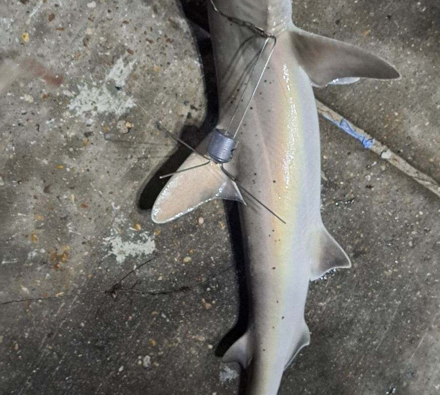 Horace Caldwell Fishing Pier-阿兰瑟斯港必去景点