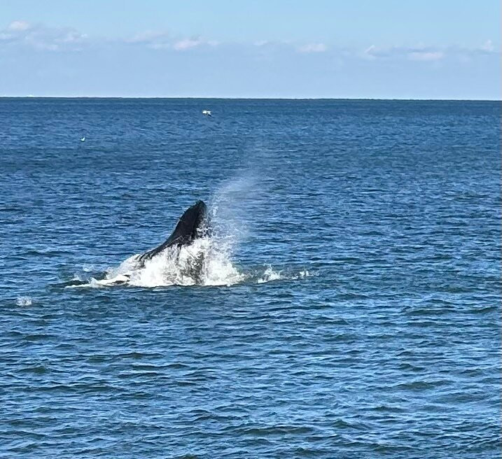 Jersey Shore Whale Watch景点图片