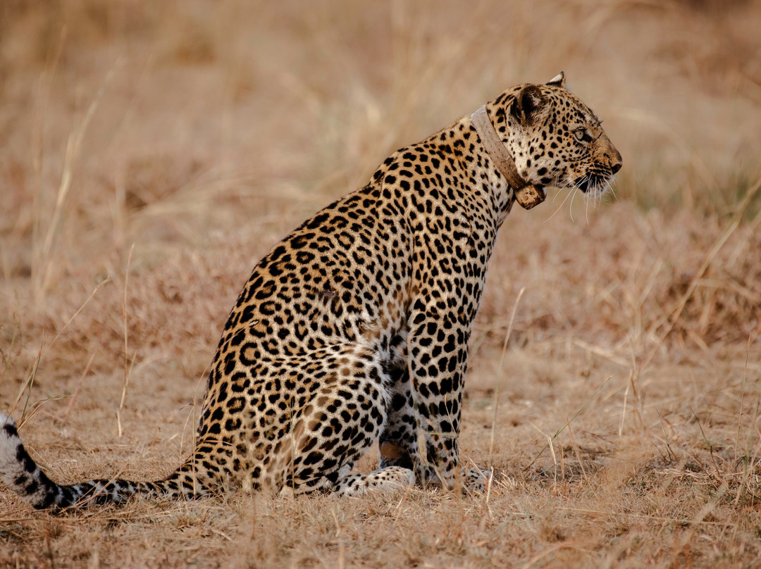 The Most Latest Tanzania Safari 2025/2026 With #1 AFRICA NATURAL TOURS LTD