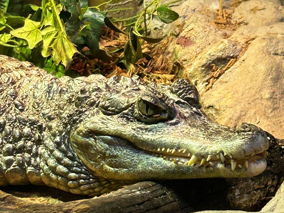 Reptilia Zoo and Education Centre Whitby-Whitby必去景点