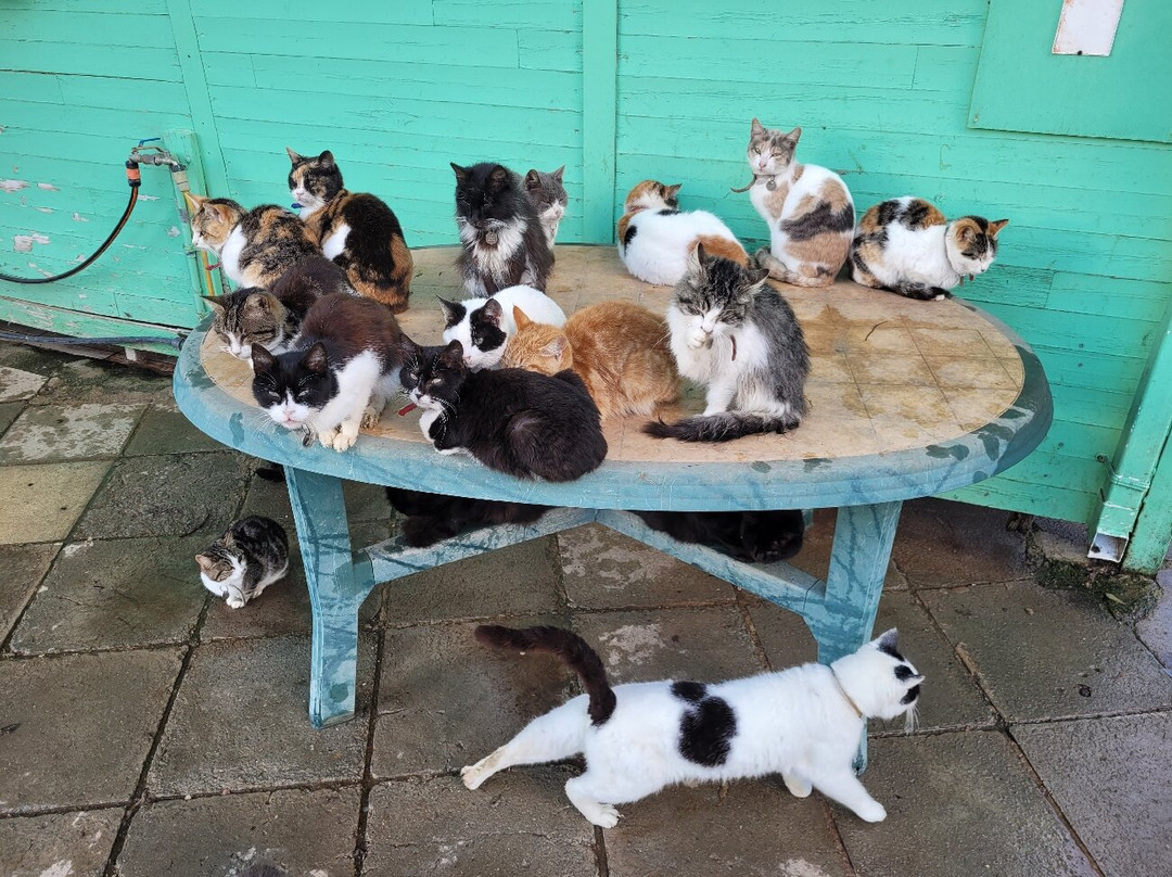 Malcolm Cat Protection Society-null必去景点