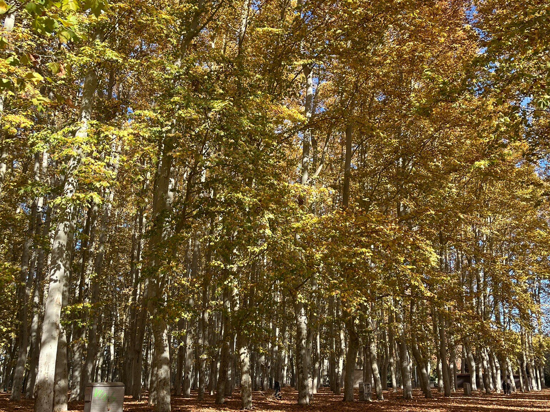 Parc de la Devesa景点图片