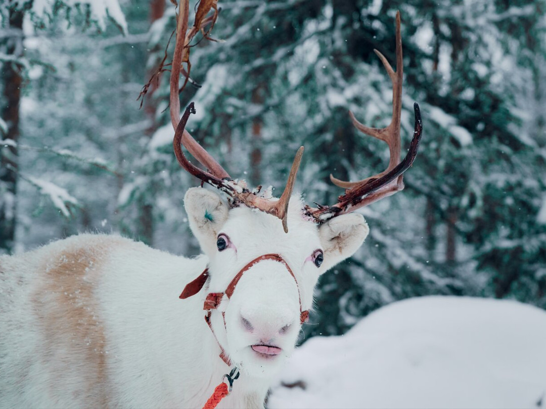 Aavasaksa Adventures