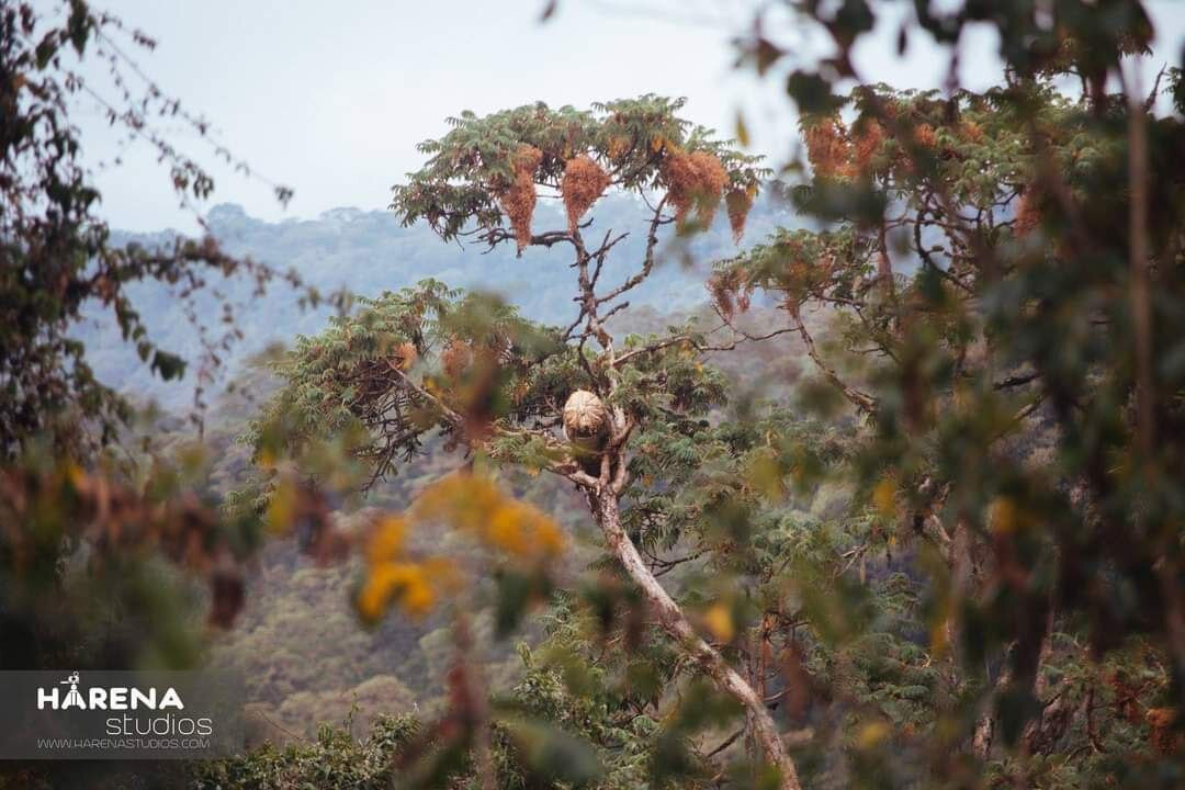 Bale Mountains National Park-亚的斯亚贝巴必去景点