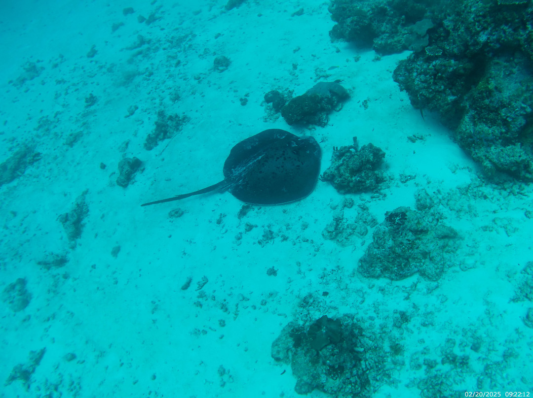 Sea Star Diving Center-马累必去景点