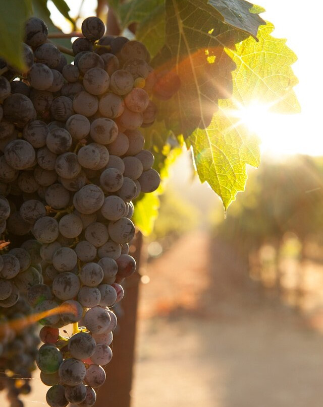 80 Winery-Vasilika必去景点