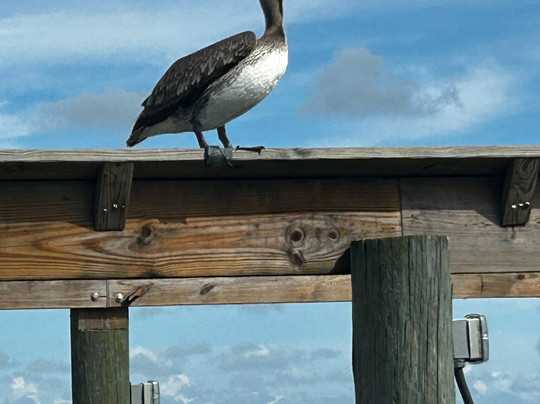 Fishing Solves Everything-那不勒斯必去景点