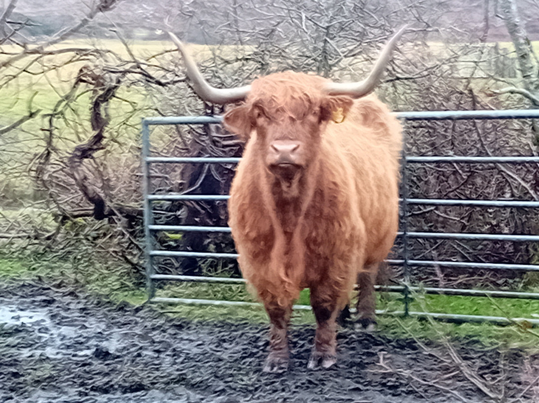 Highland cow tours景点图片