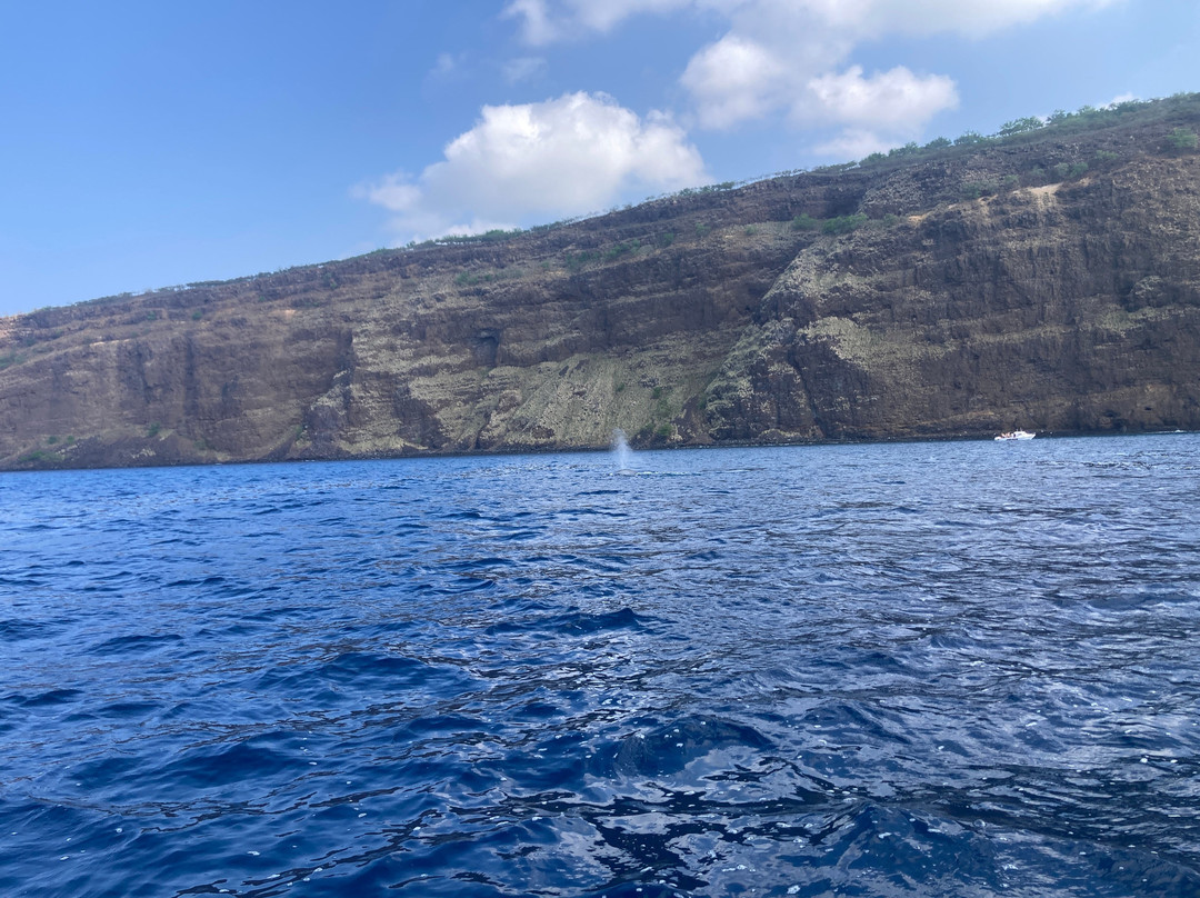 Kona Offshore Adventures-凯鲁瓦-柯纳必去景点