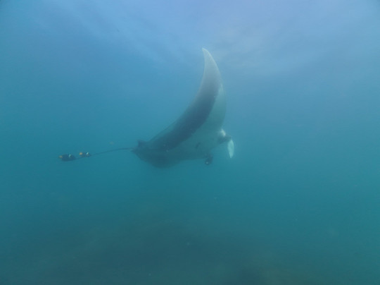 TamaDive-塔马林多必去景点