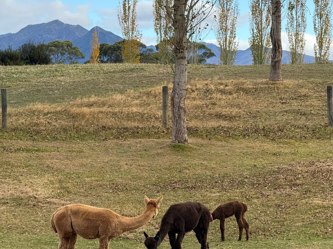 Kepler Mountain View Alpacas-马纳普里必去景点