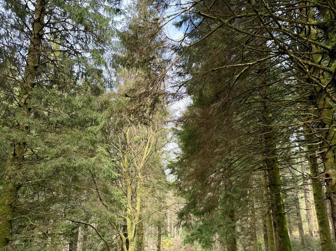 Hafren Forest景点图片