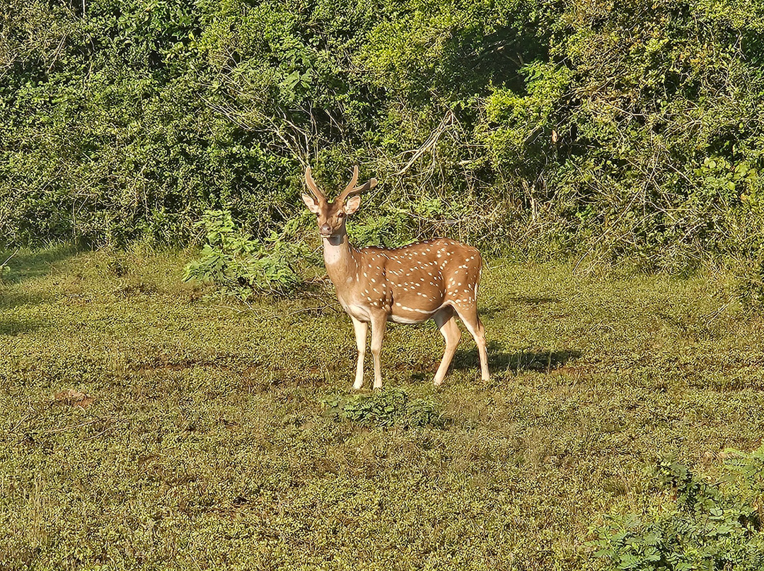 Wilpattu Wild Charm景点图片