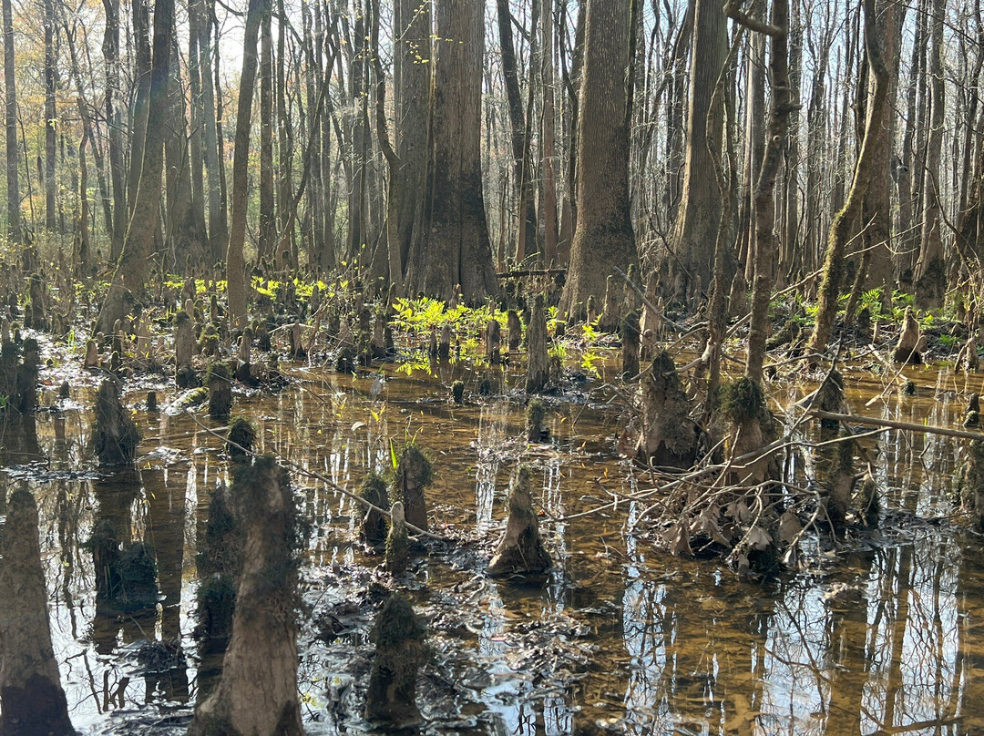 Congaree National Park景点图片