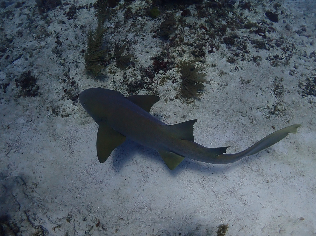 Aquanauts Dive Adventures-从莫雷洛斯港必去景点