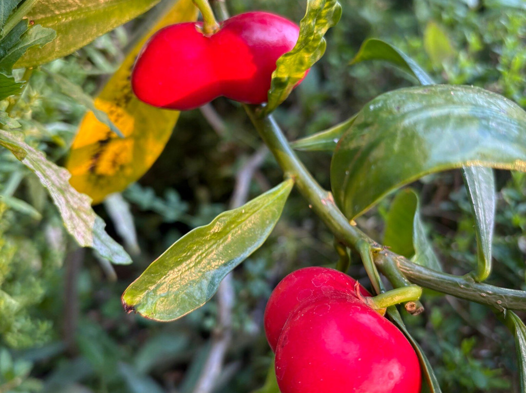 Quinta Las Flores主图