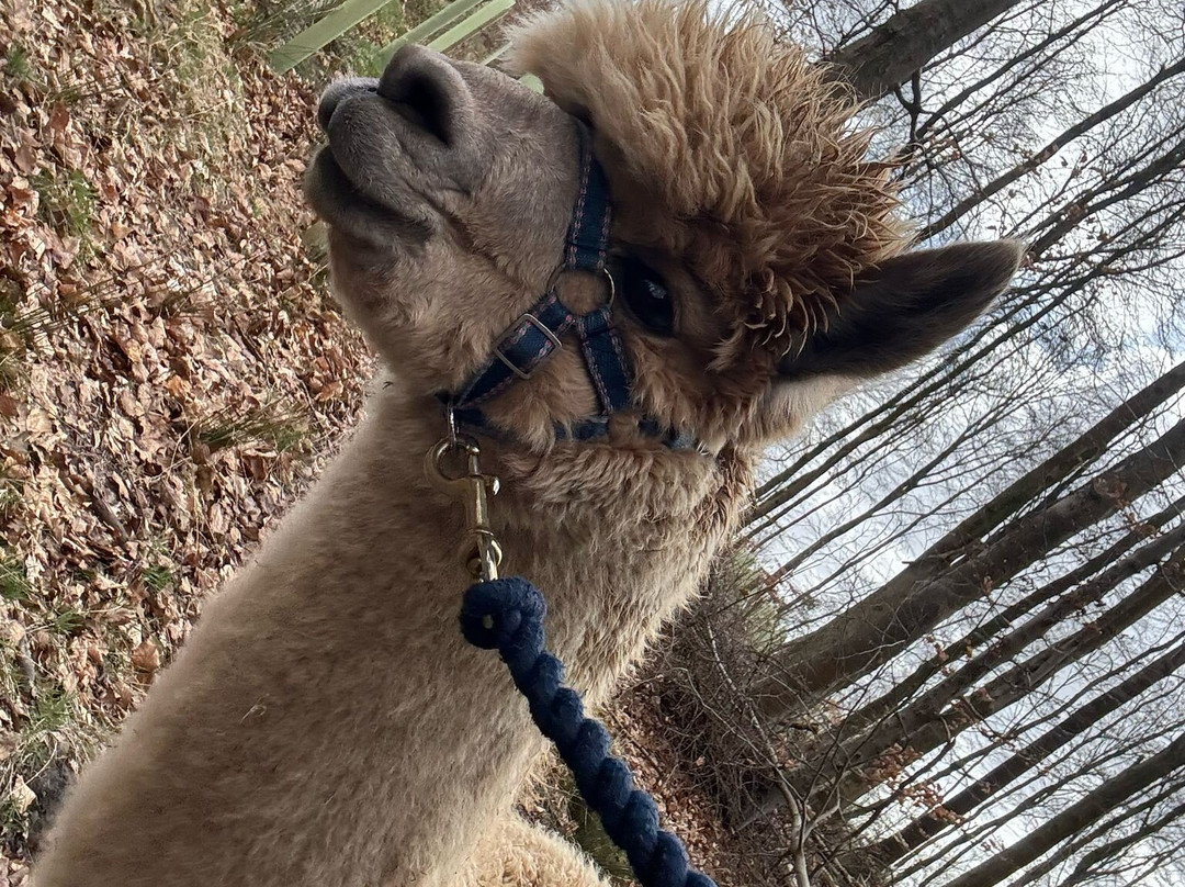 Poppywood Alpacas景点图片
