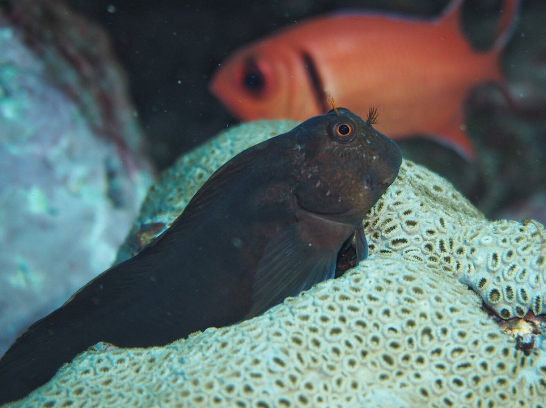 Sub-Tropic Adventures-Jamestown必去景点