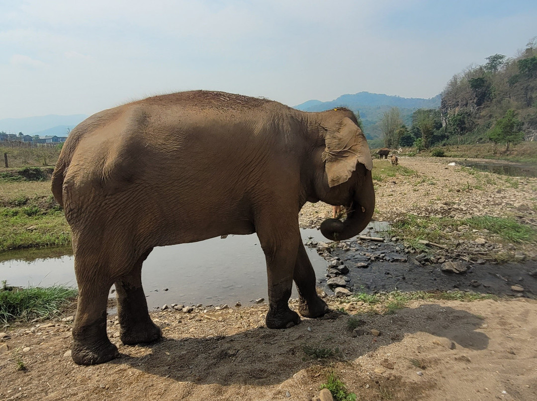 The North of Thailand Elephant Camp景点图片