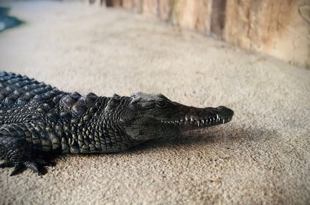 Crocodile Park景点图片