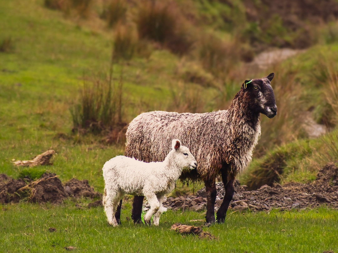 The Wool Company-班登必去景点