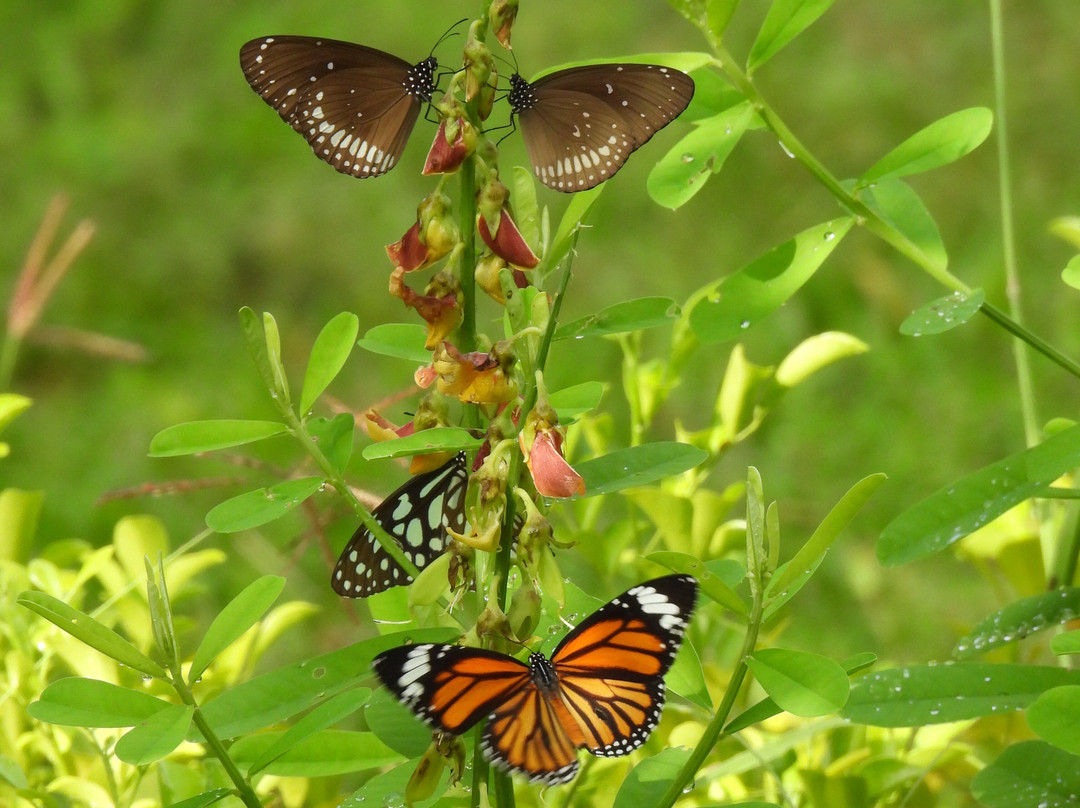Ceylon Resort Wilpattu主图